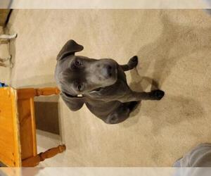 Labrador Retriever-Unknown Mix Dogs for adoption in Warrington, PA, USA