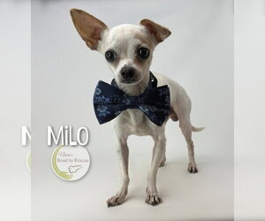Chihuahua Dogs for adoption in Benton, LA, USA