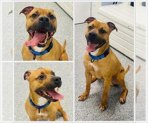 American Pit Bull Terrier-Unknown Mix Dogs for adoption in Westminster, MD, USA