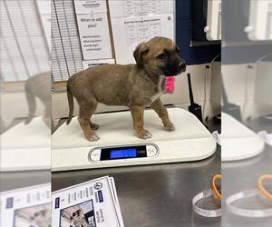 Labrador Retriever-Unknown Mix Dogs for adoption in Conroe, TX, USA