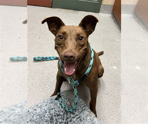 Shepradors Dogs for adoption in Rancho Cucamonga, CA, USA