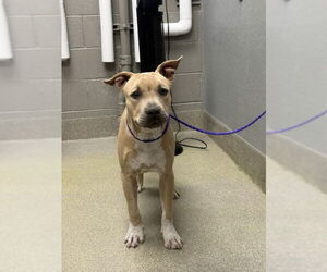 American Pit Bull Terrier-Unknown Mix Dogs for adoption in Las Vegas, NV, USA