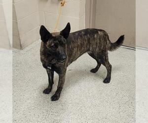 Dutch Shepherd -Unknown Mix Dogs for adoption in Conroe, TX, USA