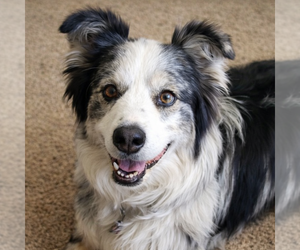 Australian Shepherd-Unknown Mix Dogs for adoption in Laramie, WY, USA