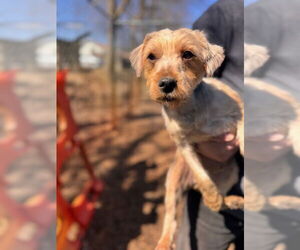 Mutt Dogs for adoption in Holland, MI, USA