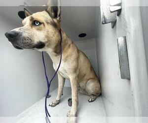 Huskies -Unknown Mix Dogs for adoption in Houston, TX, USA