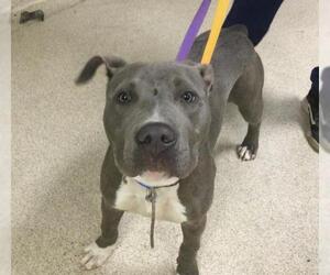 American Pit Bull Terrier Dogs for adoption in Riverside, CA, USA