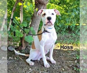 American Bulldog Dogs for adoption in Madisonville, TN, USA