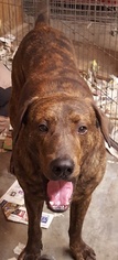 Labrador Retriever-Plott Hound Mix Dogs for adoption in Suffolk, VA, USA