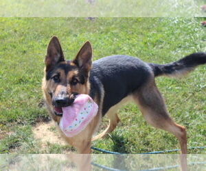 German Shepherd Dog Dogs for adoption in Chestertown, MD, USA