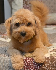 Lhasa Apso-Unknown Mix Dogs for adoption in Abilene, TX, USA