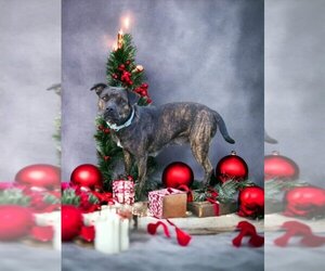 American Pit Bull Terrier-Unknown Mix Dogs for adoption in Aurora, IN, USA