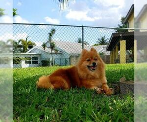 Pomeranian-Unknown Mix Dogs for adoption in Fort Lauderdale, FL, USA