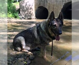 German Shepherd Dog Dogs for adoption in COLUMBIA, MD, USA