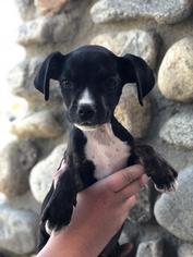 Doxle Dogs for adoption in Dana Point, CA, USA