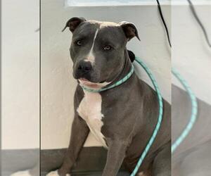 American Staffordshire Terrier Dogs for adoption in Bakersfield, CA, USA