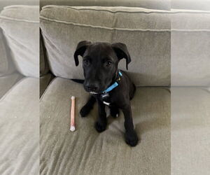 Labrador Retriever-Unknown Mix Dogs for adoption in Brewster, NY, USA