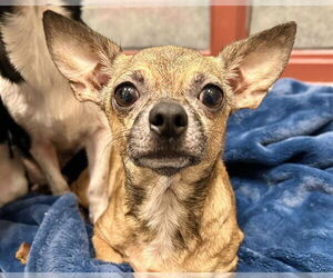 Chihuahua-Unknown Mix Dogs for adoption in Raleigh, NC, USA