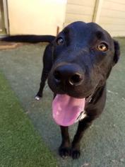 Labrador Retriever-Unknown Mix Dogs for adoption in Suwanee, GA, USA