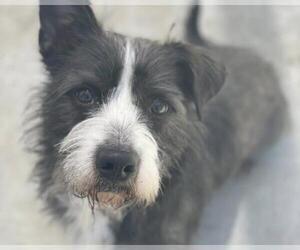 Mutt Dogs for adoption in Martinez, CA, USA