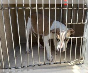 American Pit Bull Terrier-Unknown Mix Dogs for adoption in Oklahoma City, OK, USA