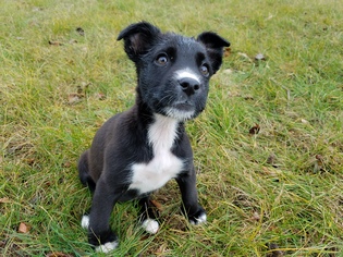 Mutt Dogs for adoption in Hockessin, DE, USA