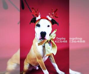 Medium Photo #1 American Pit Bull Terrier Puppy For Sale in Bakersfield, CA, USA