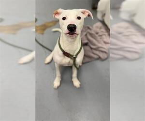 Pointer-Unknown Mix Dogs for adoption in Peoria, IL, USA
