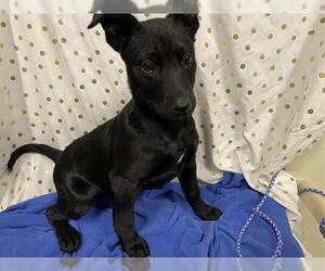 American Pit Bull Terrier-Unknown Mix Dogs for adoption in Modesto, CA, USA