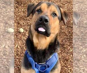 Shepradors Dogs for adoption in Uwchlan, PA, USA