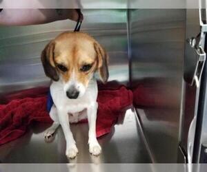 Beagle Dogs for adoption in Grand Prairie, TX, USA