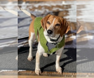 Mutt Dogs for adoption in Shelburne, VT, USA