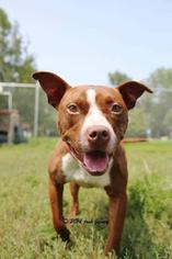 American Pit Bull Terrier Dogs for adoption in New Lenox, IL, USA
