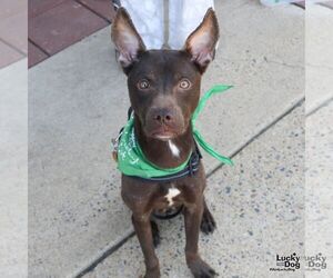 Retriever -Unknown Mix Dogs for adoption in Washington, DC, USA