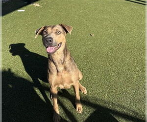 Labrador Retriever-Unknown Mix Dogs for adoption in Pasadena, TX, USA