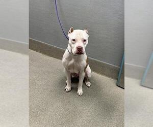 Mutt Dogs for adoption in Las Vegas, NV, USA