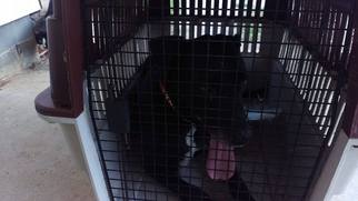 Great Dane Dogs for adoption in Lithia, FL, USA