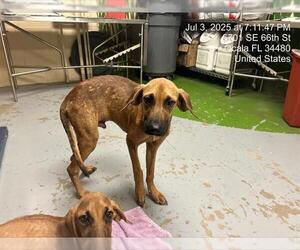 Rhodesian Ridgeback-Unknown Mix Dogs for adoption in Ocala, FL, USA