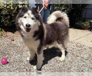 Siberian Husky Dogs for adoption in Santa Rosa, CA, USA