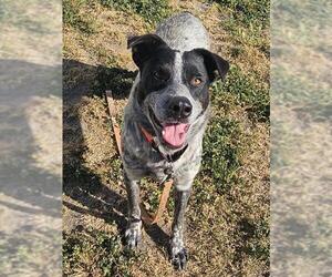 Mutt Dogs for adoption in Sacramento, CA, USA