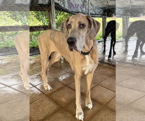 Great Dane Dogs for adoption in Palm Beach, FL, USA