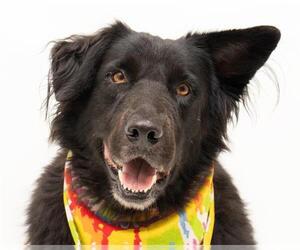 Border Collie Dogs for adoption in Orlando, FL, USA