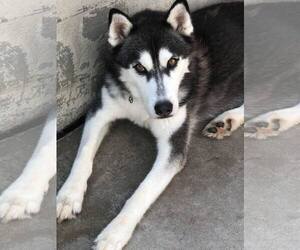 Siberian Husky Dogs for adoption in Leavenworth, KS, USA