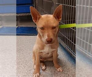 German Shepherd Dog-Unknown Mix Dogs for adoption in Houston, TX, USA