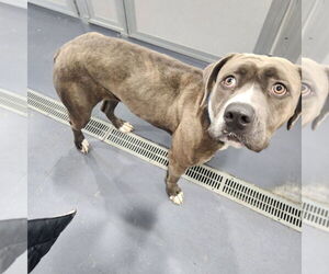 Mutt Dogs for adoption in Walnutport, PA, USA