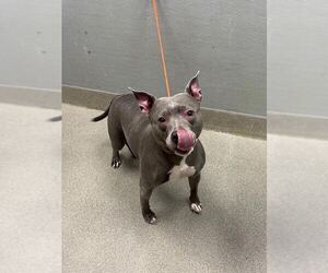 Mutt Dogs for adoption in Las Vegas, NV, USA