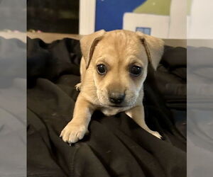 Mutt Dogs for adoption in Oak Bluffs, MA, USA