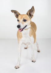 Rat Terrier Dogs for adoption in Minneapolis, MN, USA