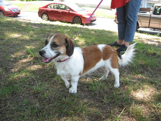 Basset Hound-Unknown Mix Dogs for adoption in Concord, NC, USA