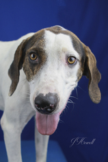 Pointer-Unknown Mix Dogs for adoption in Tupelo, MS, USA